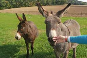 donkey therapy prader willi syndrome