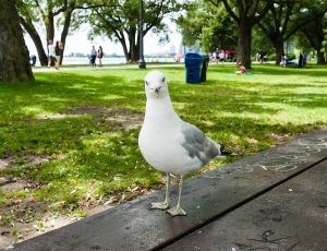 seagull picnic table