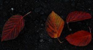 raking leaves